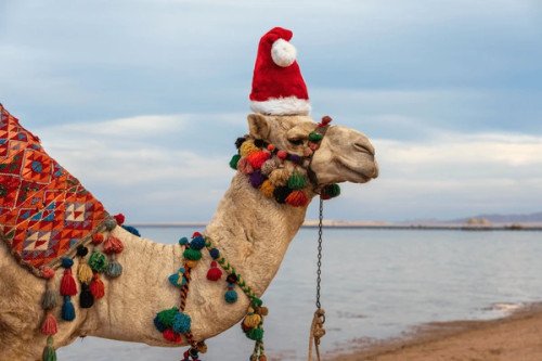 How to celebrate Christmas in Egypt?